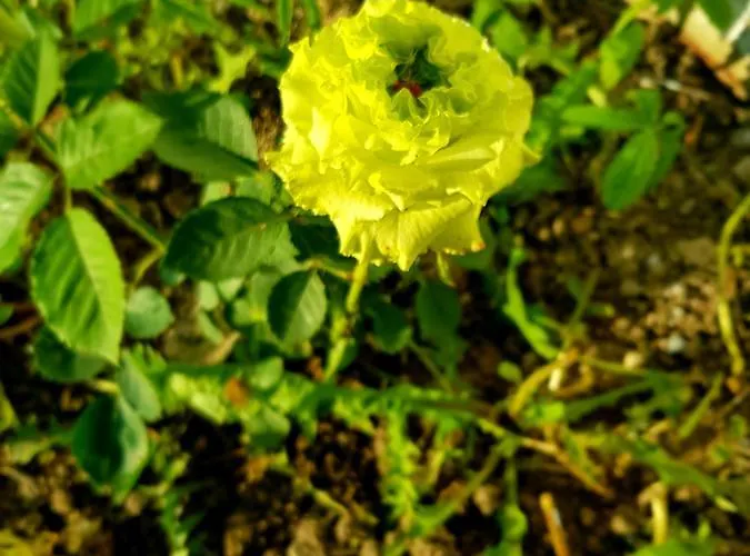 Hotel Elit Palace And 4*