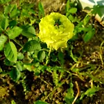 Hotel Elit Palace And 4*